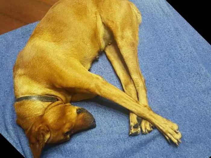 Cachorro ra a SRD idade 2 anos nome Valentina