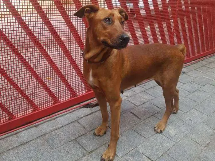 Cachorro ra a SRD idade 2 anos nome Valentina