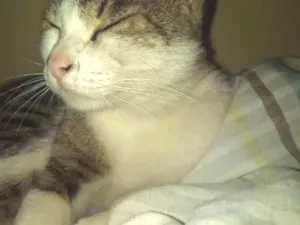 Gato raça  idade 3 anos nome Mi