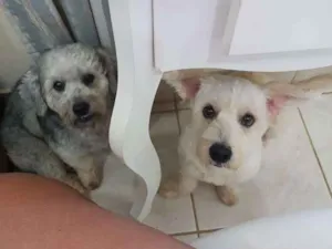 Cachorro raça poodle  idade 2 anos nome bobi e jack