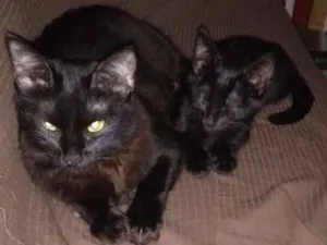 Gato raça Morceguinha idade 2 a 6 meses nome Charlôtte e mimi