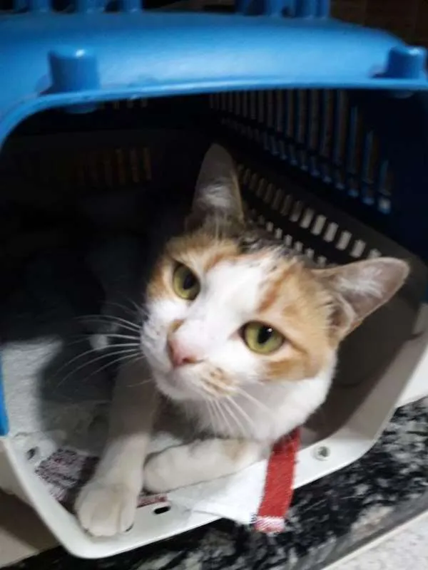 Gato ra a GATA idade 1 ano nome MEL