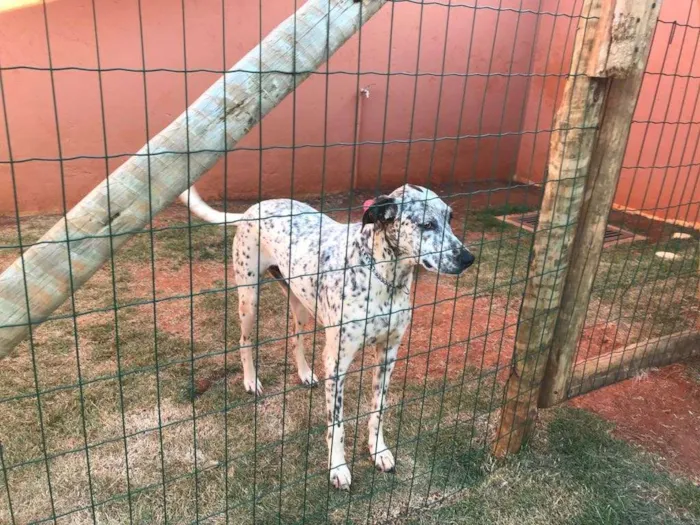 Cachorro ra a Vira-lata idade 2 anos nome Cookie