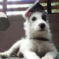 Sultão