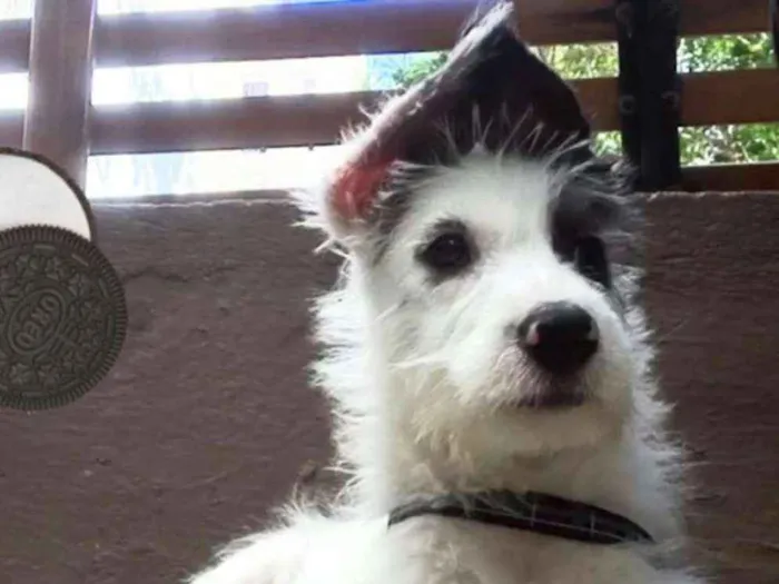 Cachorro ra a Mix  de poodle idade 2 a 6 meses nome Sultão 