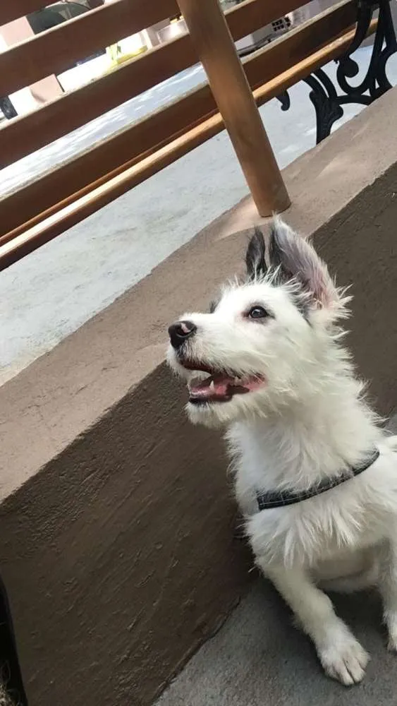 Cachorro ra a Mix  de poodle idade 2 a 6 meses nome Sultão 