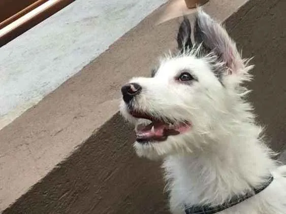 Cachorro ra a Mix  de poodle idade 2 a 6 meses nome Sultão 
