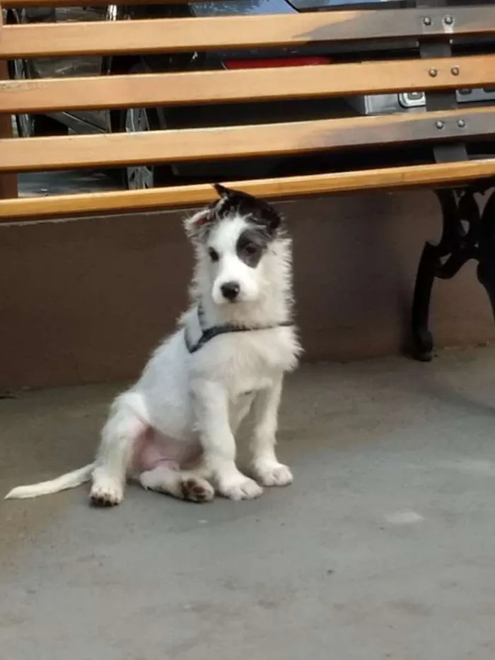 Cachorro ra a Mix  de poodle idade 2 a 6 meses nome Sultão 