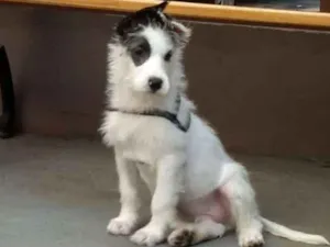 Cachorro raça Mix  de poodle idade 2 a 6 meses nome Sultão 