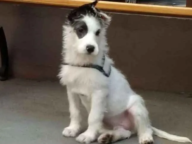 Cachorro ra a Mix  de poodle idade 2 a 6 meses nome Sultão 
