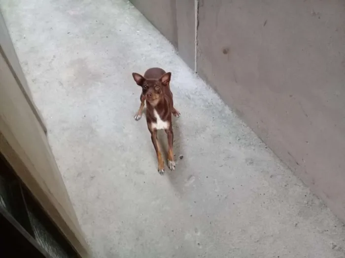 Cachorro ra a Pinscher  idade 2 anos nome Cloe