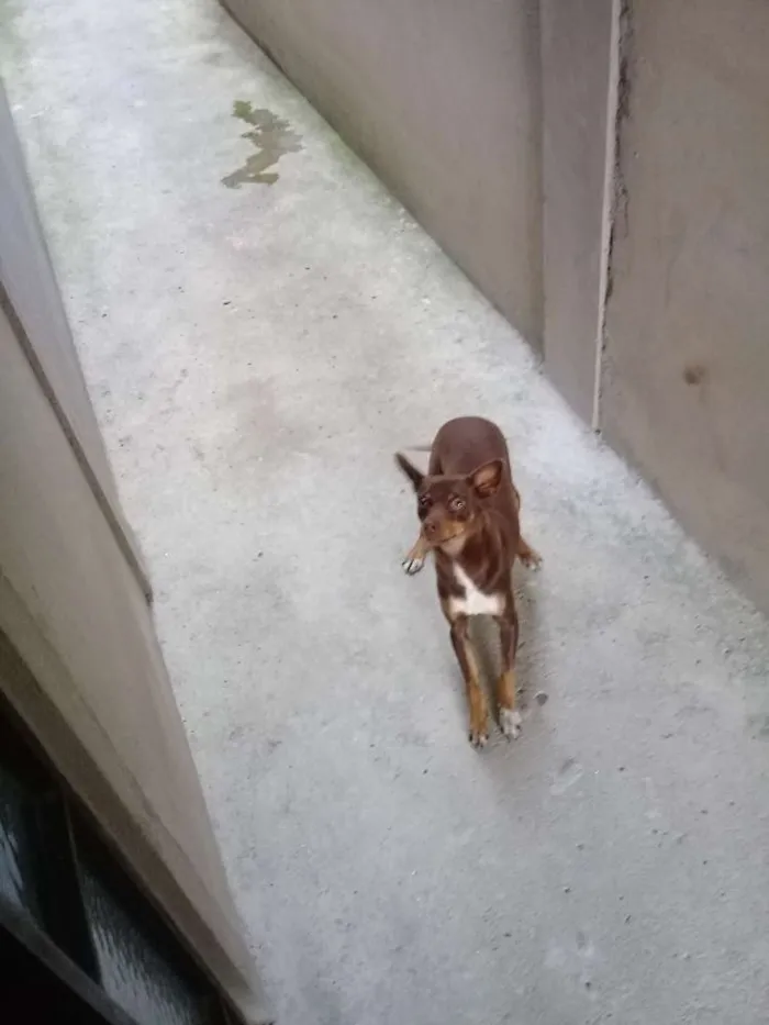 Cachorro ra a Pinscher  idade 2 anos nome Cloe