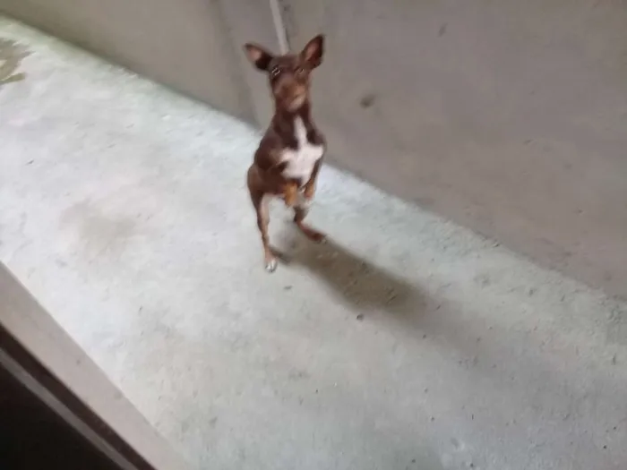 Cachorro ra a Pinscher  idade 2 anos nome Cloe
