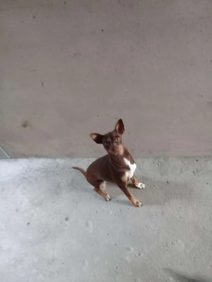 Cachorro ra a Pinscher  idade 2 anos nome Cloe