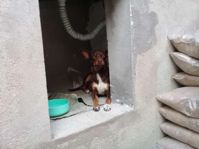 Cachorro ra a Pinscher  idade 2 anos nome Cloe