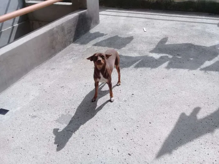 Cachorro ra a Pinscher  idade 2 anos nome Cloe