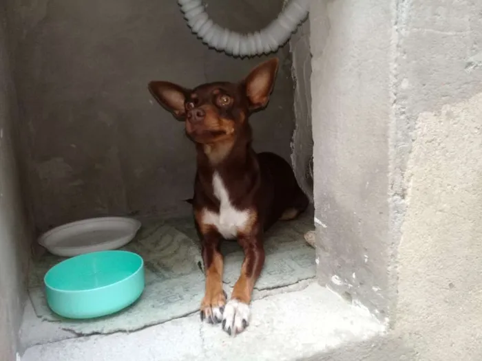 Cachorro ra a Pinscher  idade 2 anos nome Cloe