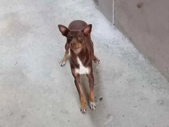 Cachorro ra a Pinscher  idade 2 anos nome Cloe