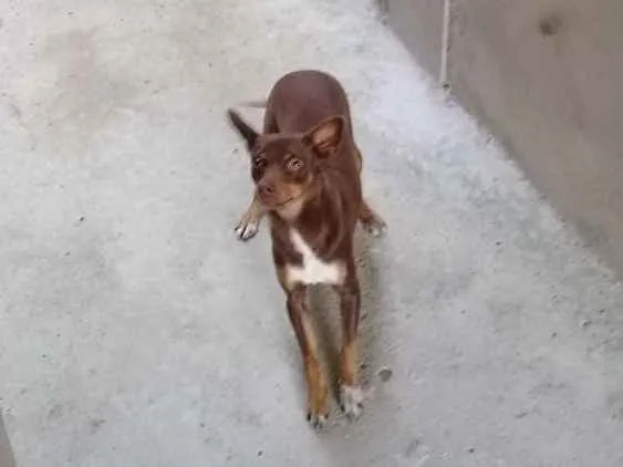 Cachorro ra a Pinscher  idade 2 anos nome Cloe
