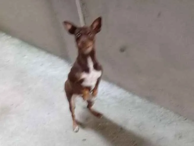 Cachorro ra a Pinscher  idade 2 anos nome Cloe