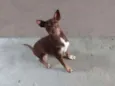 Cloe