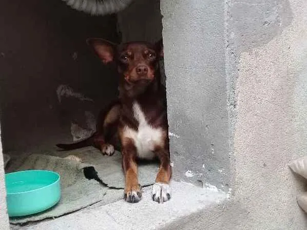 Cachorro ra a Pinscher  idade 2 anos nome Cloe