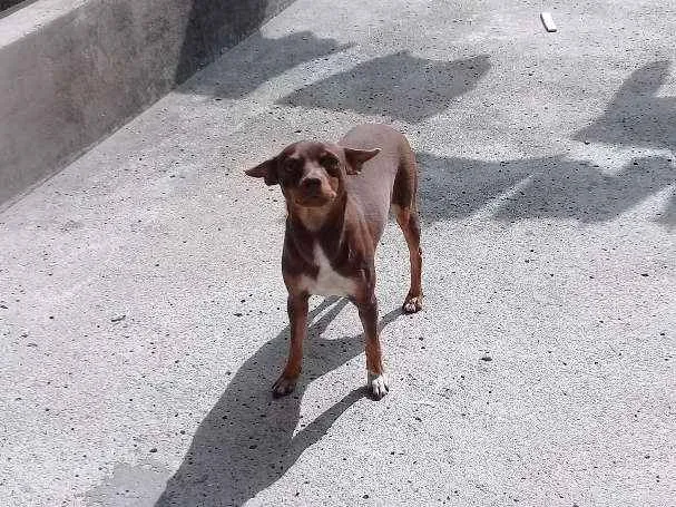 Cachorro ra a Pinscher  idade 2 anos nome Cloe