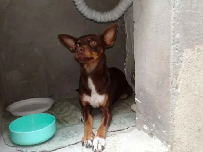 Cachorro ra a Pinscher  idade 2 anos nome Cloe