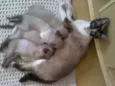 Mamamia e lali(mães)