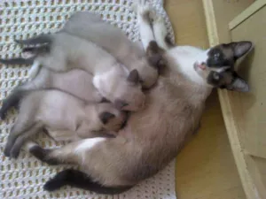 Gato raça Estamos descobrindo idade  nome Mamamia e lali(mães)