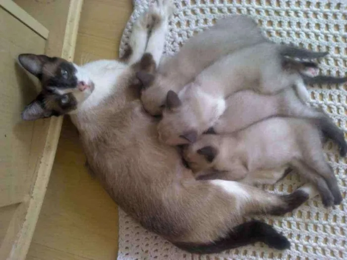 Gato raça Estamos descobrindo idade  nome Mamamia e lali(mães)
