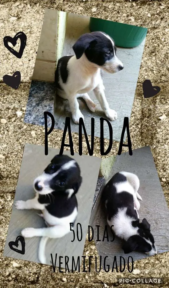 Cachorro ra a SRD idade Abaixo de 2 meses nome Panda