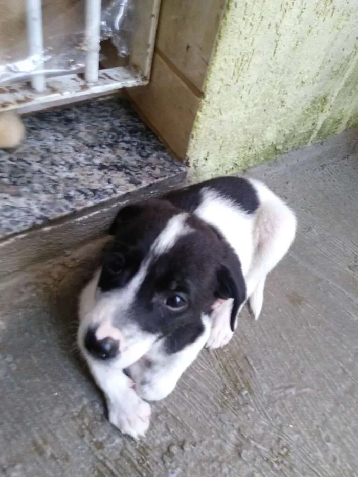 Cachorro ra a SRD idade Abaixo de 2 meses nome Panda