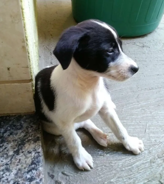 Cachorro ra a SRD idade Abaixo de 2 meses nome Panda