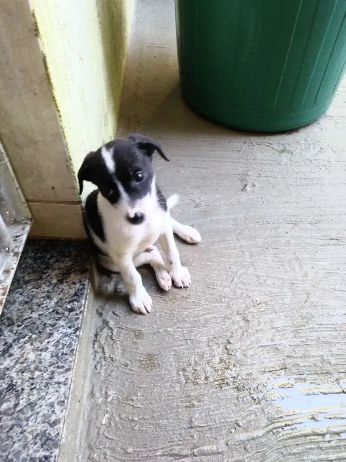 Cachorro ra a SRD idade Abaixo de 2 meses nome Panda