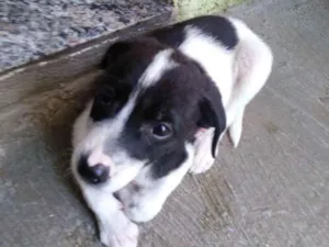 Cachorro raça SRD idade Abaixo de 2 meses nome Panda