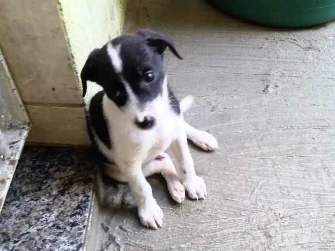 Cachorro ra a SRD idade Abaixo de 2 meses nome Panda