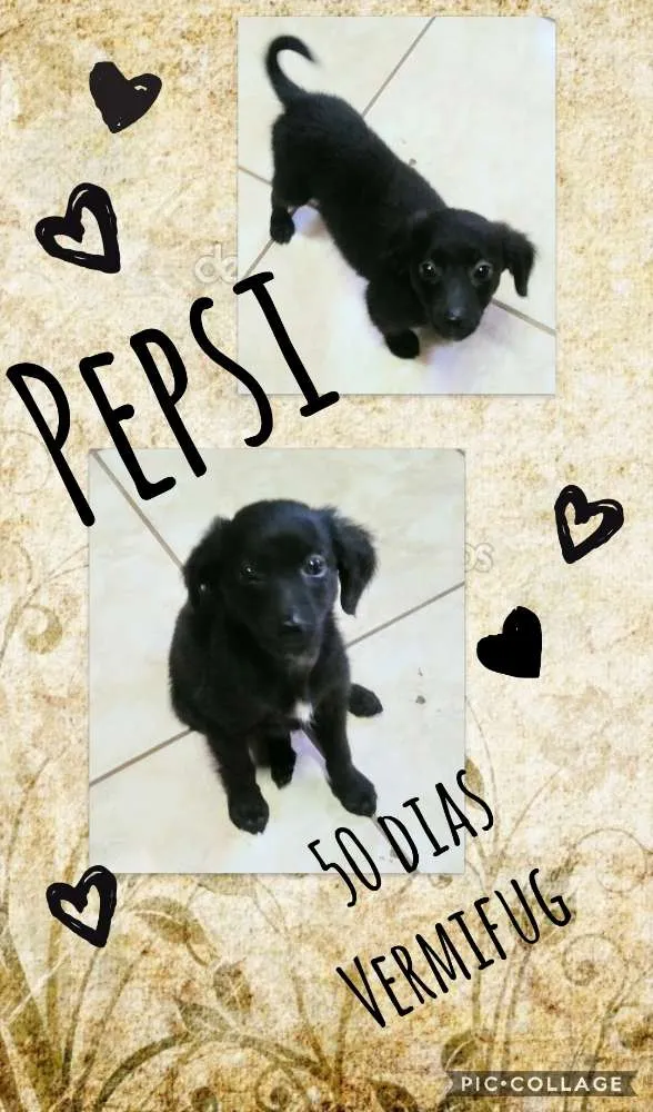 Cachorro ra a SRD idade Abaixo de 2 meses nome Pepsi