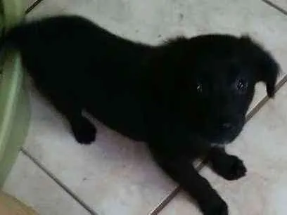 Cachorro ra a SRD idade Abaixo de 2 meses nome Pepsi