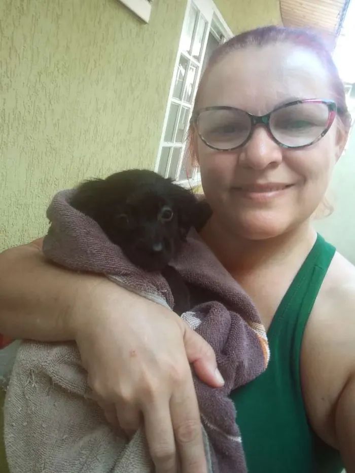 Cachorro ra a SRD idade Abaixo de 2 meses nome Pepsi
