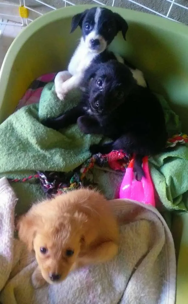 Cachorro ra a SRD idade Abaixo de 2 meses nome Pepsi