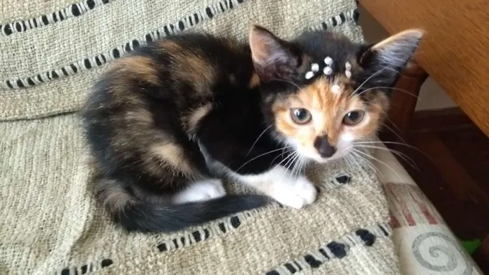 Gato raça Indefinida idade 2 a 6 meses nome Margot
