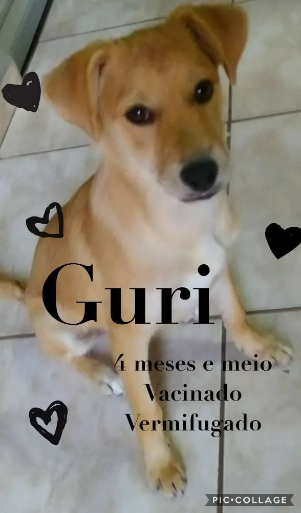 Cachorro ra a SRD idade 2 a 6 meses nome Guri