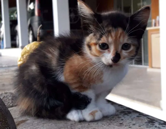 Gato raça Indefinida idade 2 a 6 meses nome Margot
