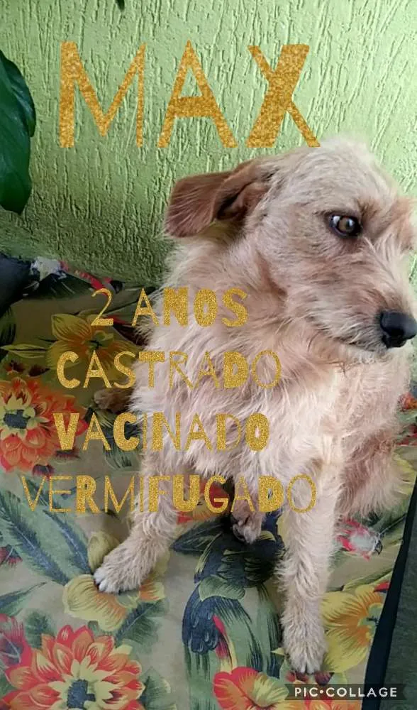 Cachorro ra a SRD idade 2 anos nome Max