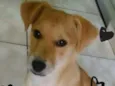 Guri