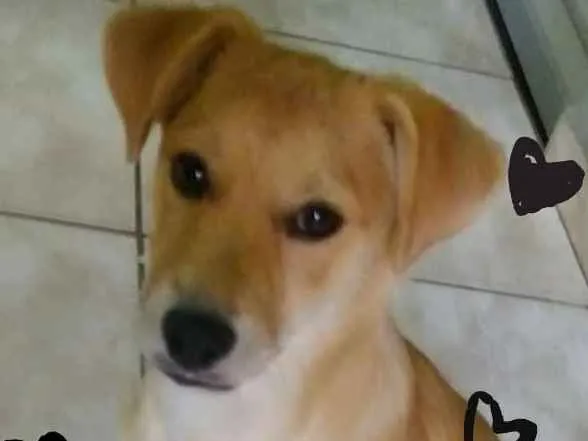 Cachorro ra a SRD idade 2 a 6 meses nome Guri
