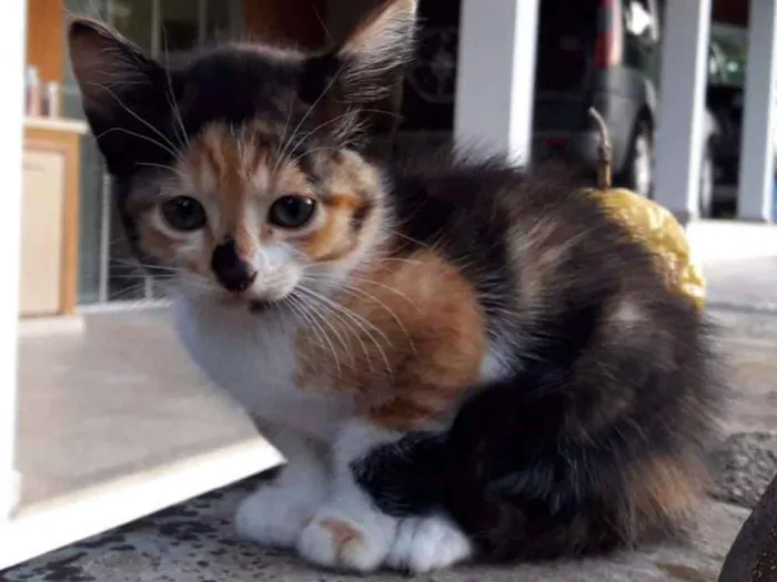 Gato raça Indefinida idade 2 a 6 meses nome Margot