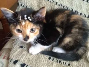 Gato raça Indefinida idade 2 a 6 meses nome Margot