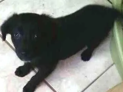 Cachorro ra a SRD idade Abaixo de 2 meses nome Pepsi